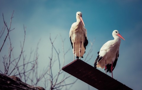 couple cigognes blanches croatie