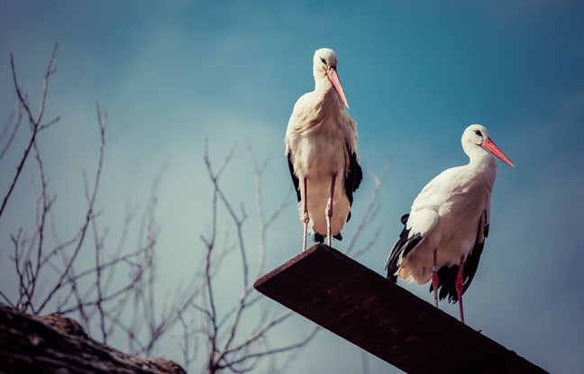 couple cigognes blanches croatie